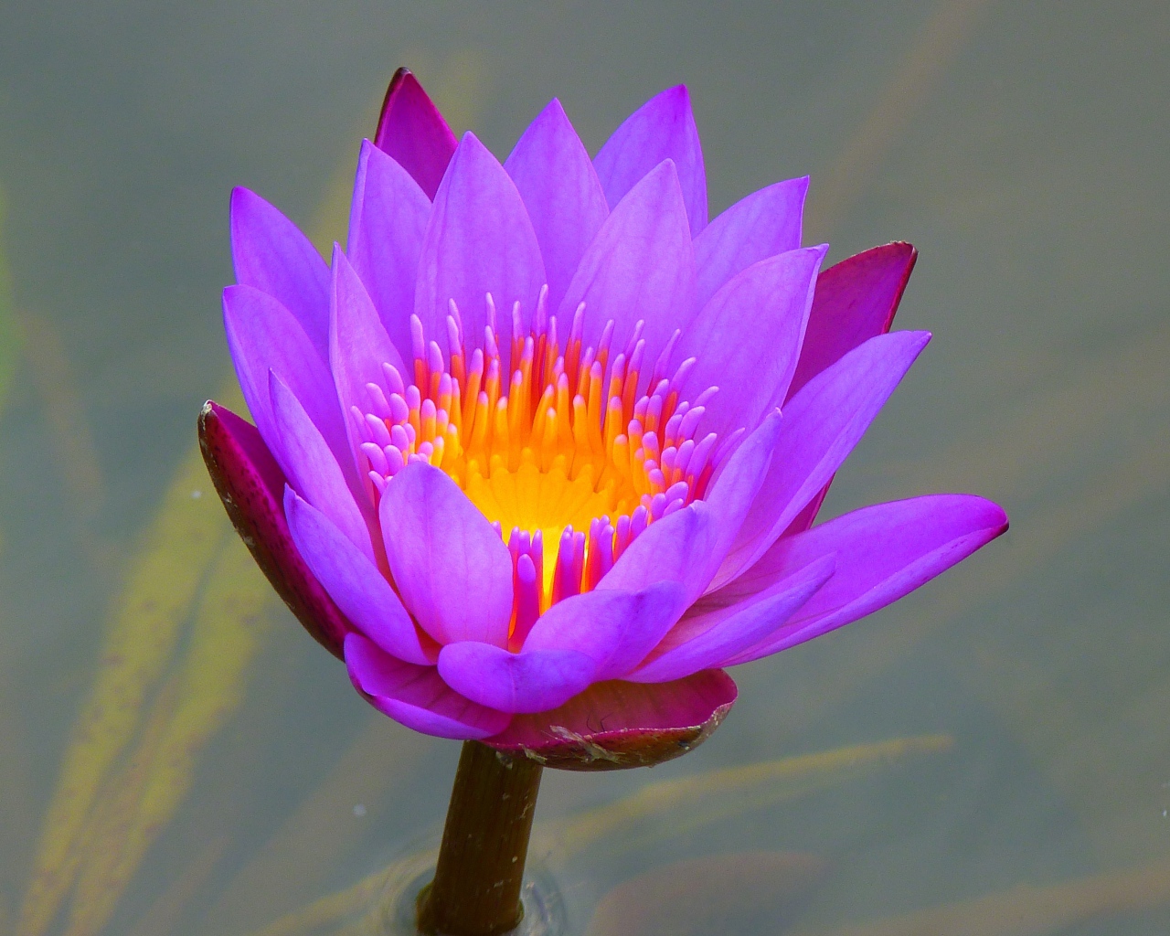 Красивый сиреневый цветок лотоса в воде