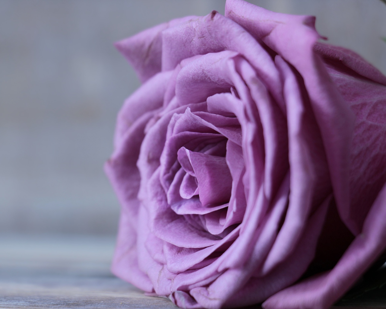 Красивый цветок сиреневой розы на сером фоне