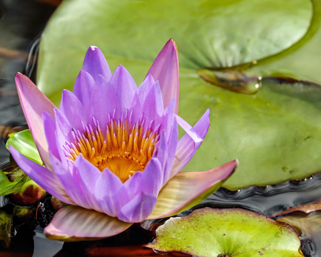 Красивый сиреневый цветок водяной лилии с зелеными листьями