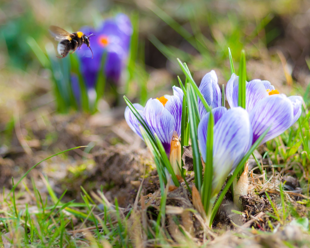 Красивые маленькие крокусы на поле с шмелем 
