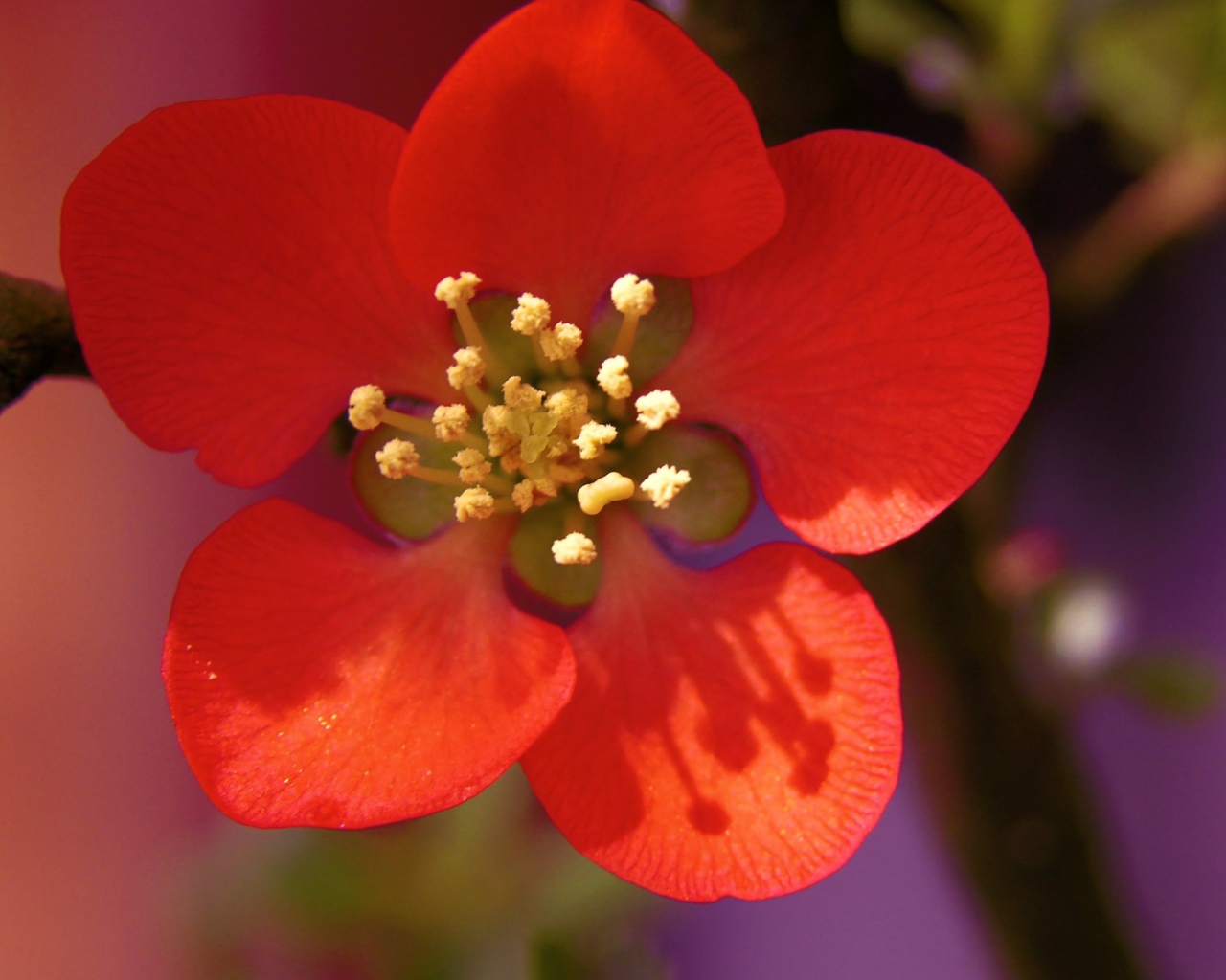 Красивый маленький красный цветок на ветке крупным планом