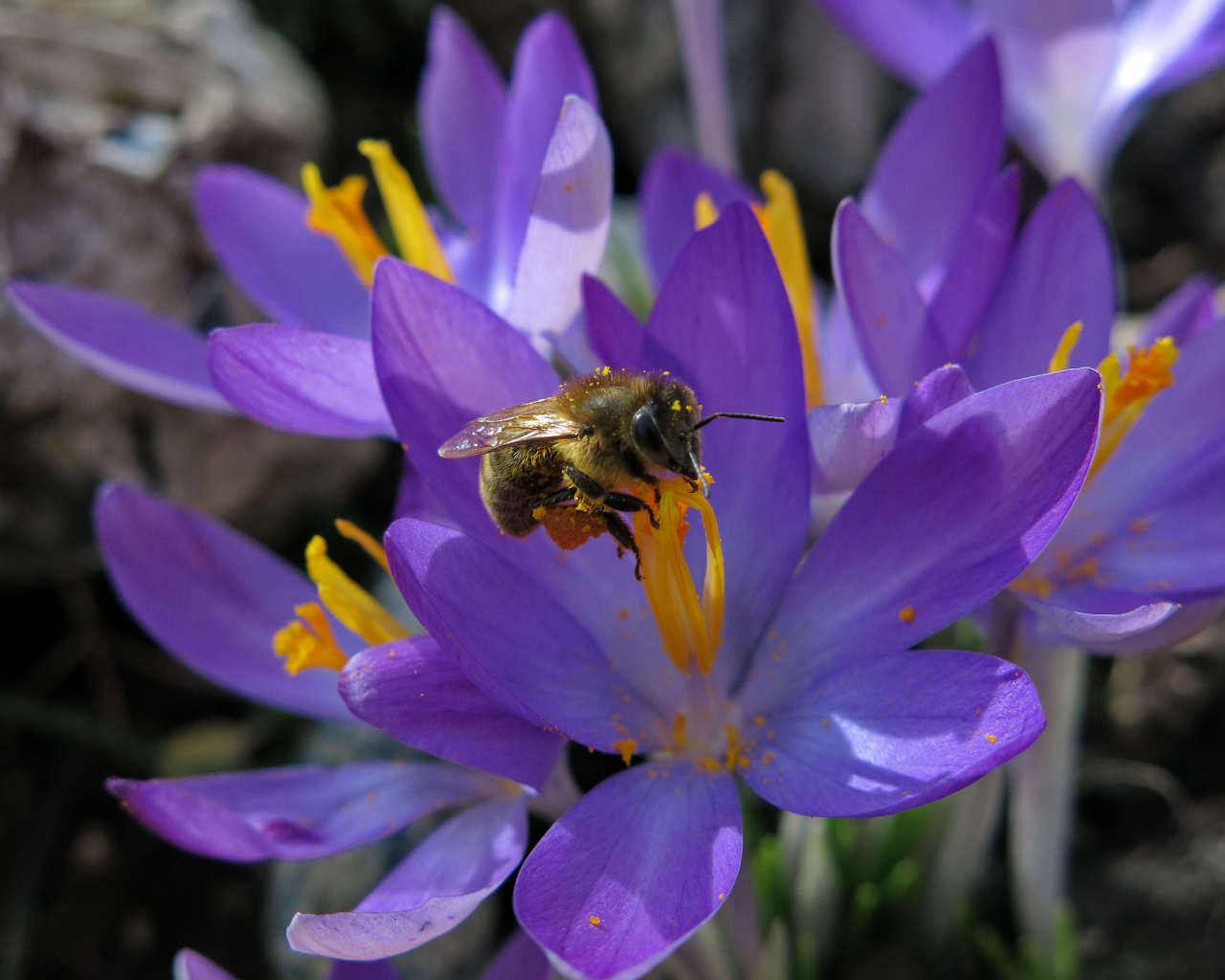 Красивые маленькие нежные сиреневые крокусы с пчелой 