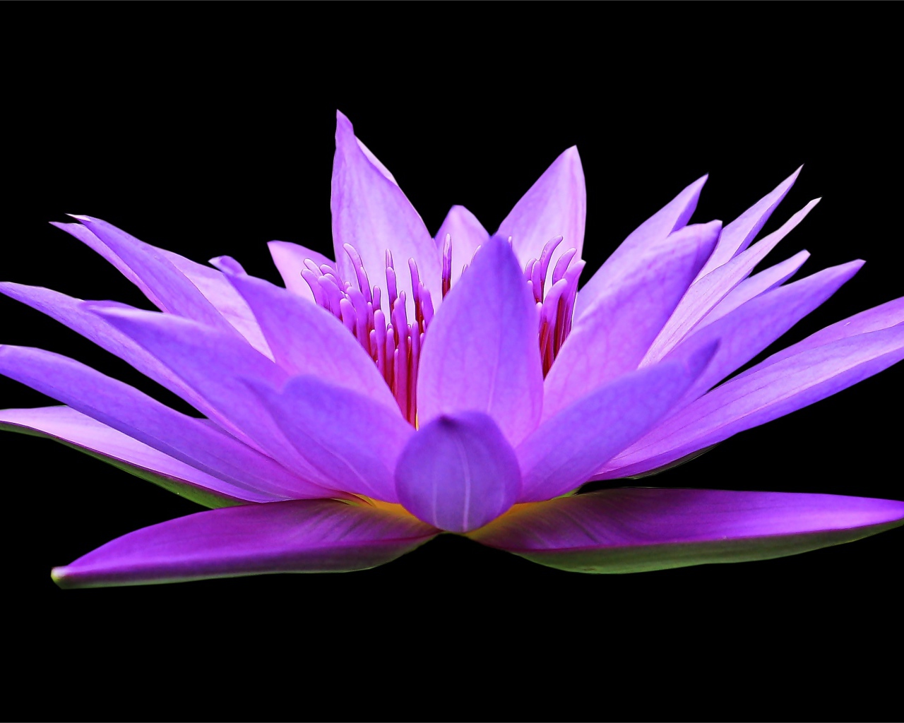 Красивый цветок лотоса на черном фоне крупным планом