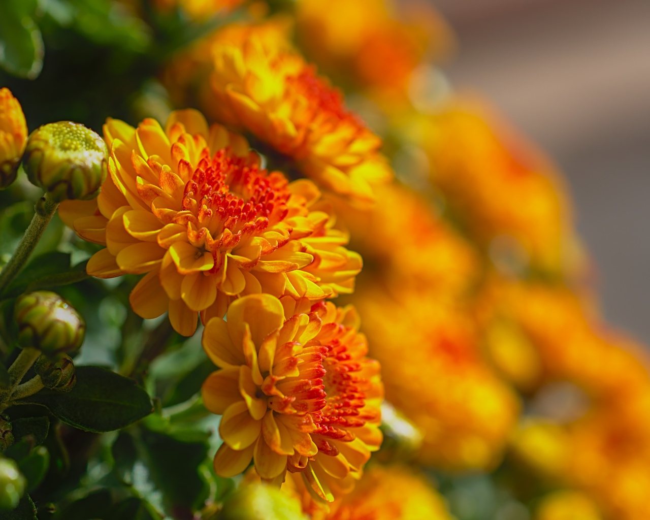 Красивые оранжевые цветы хризантемы с бутонами крупным планом 