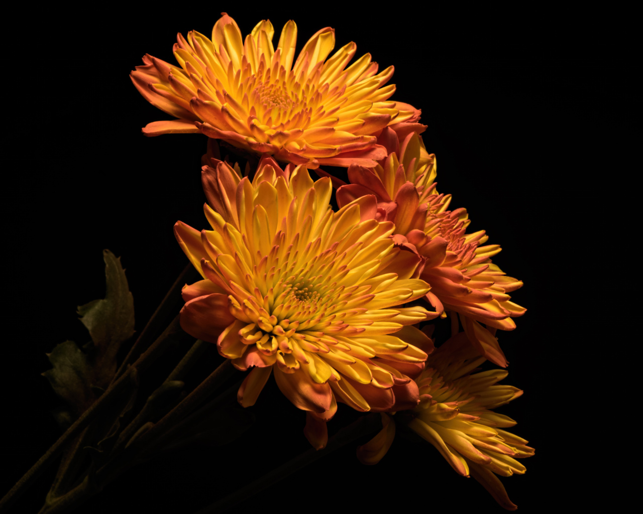 Красивые оранжевые хризантемы на черном фоне