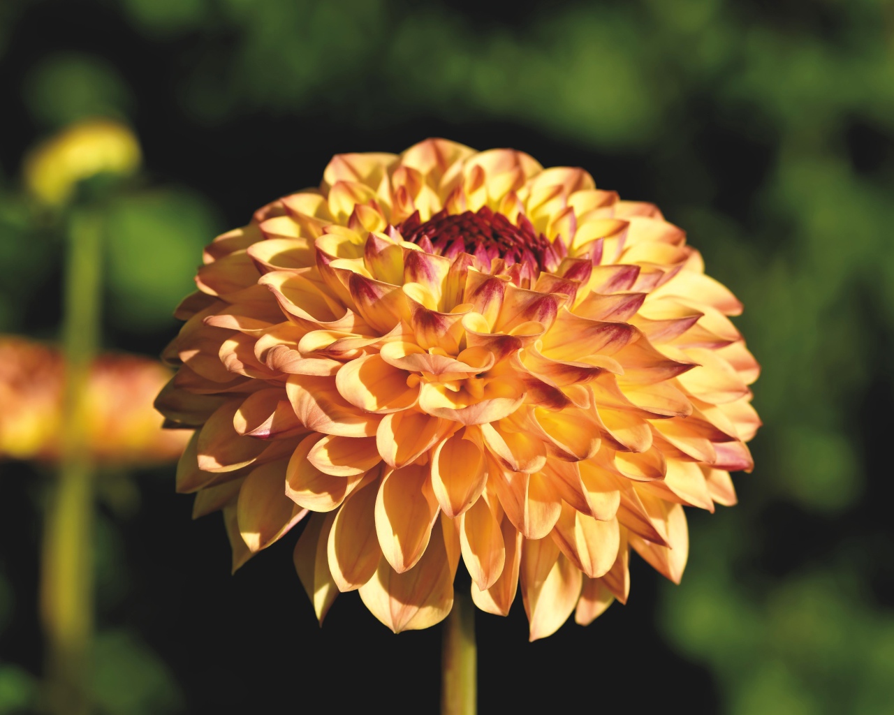 Красивая оранжевая георгина крупным планом на клумбе 