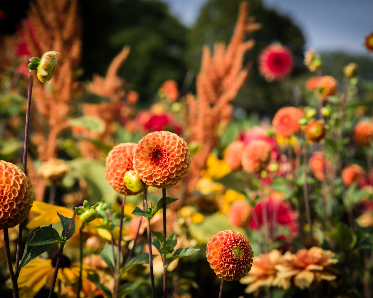 Красивые оранжевые цветы георгины на клумбе 