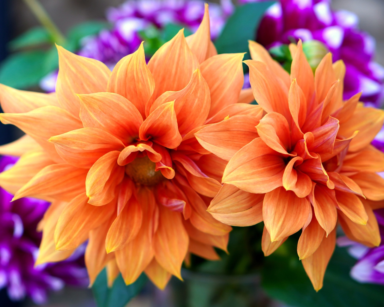 Красивые оранжевые георгины крупным планом