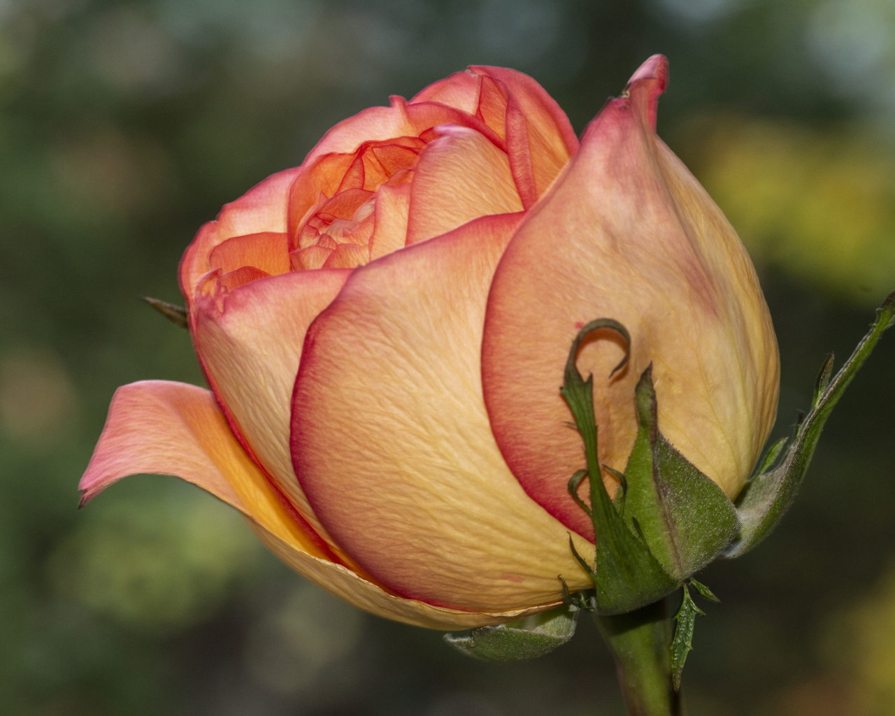 Красивая оранжевая роза крупным планом на клумбе