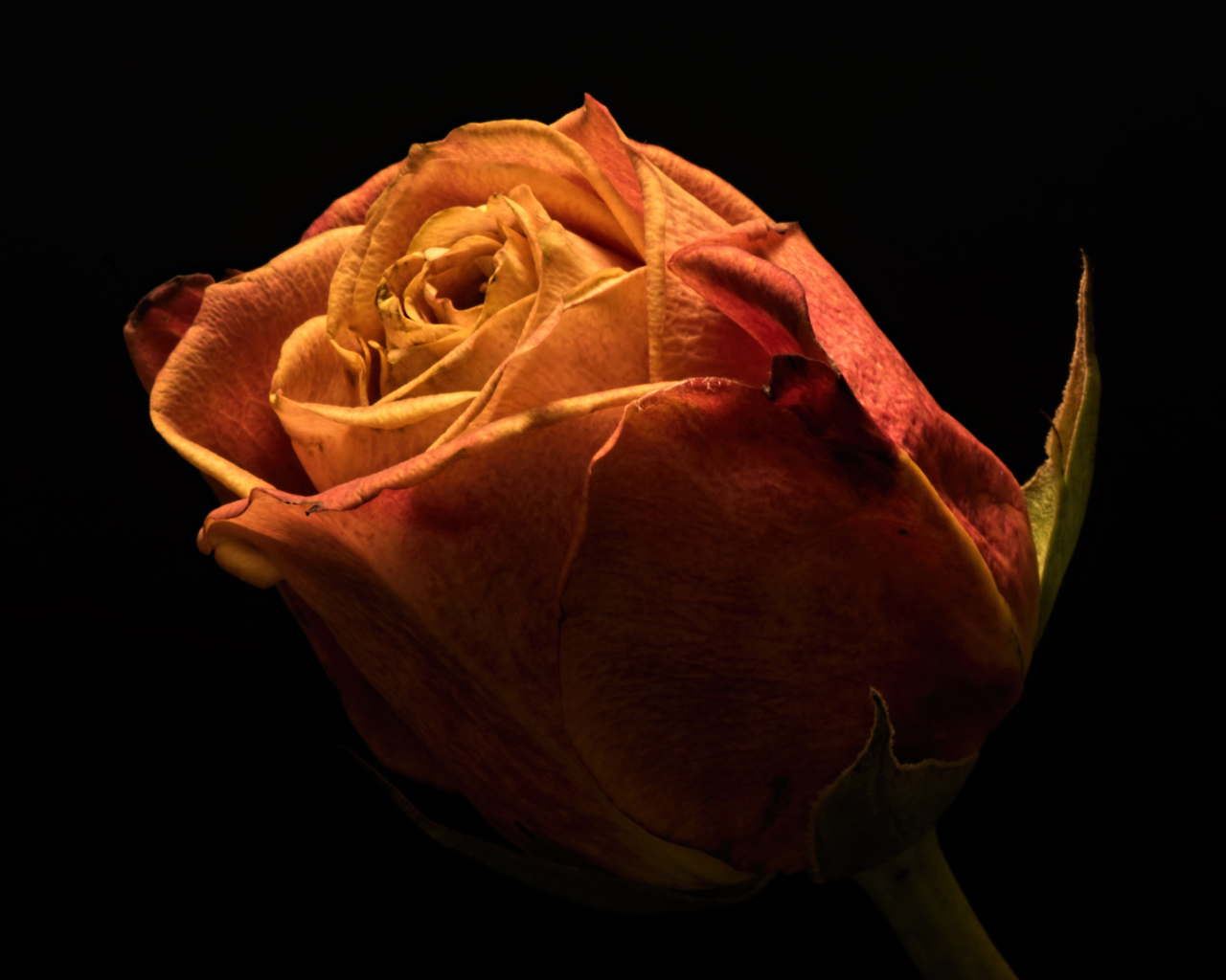 Красивая оранжевая роза на черном фоне крупным планом