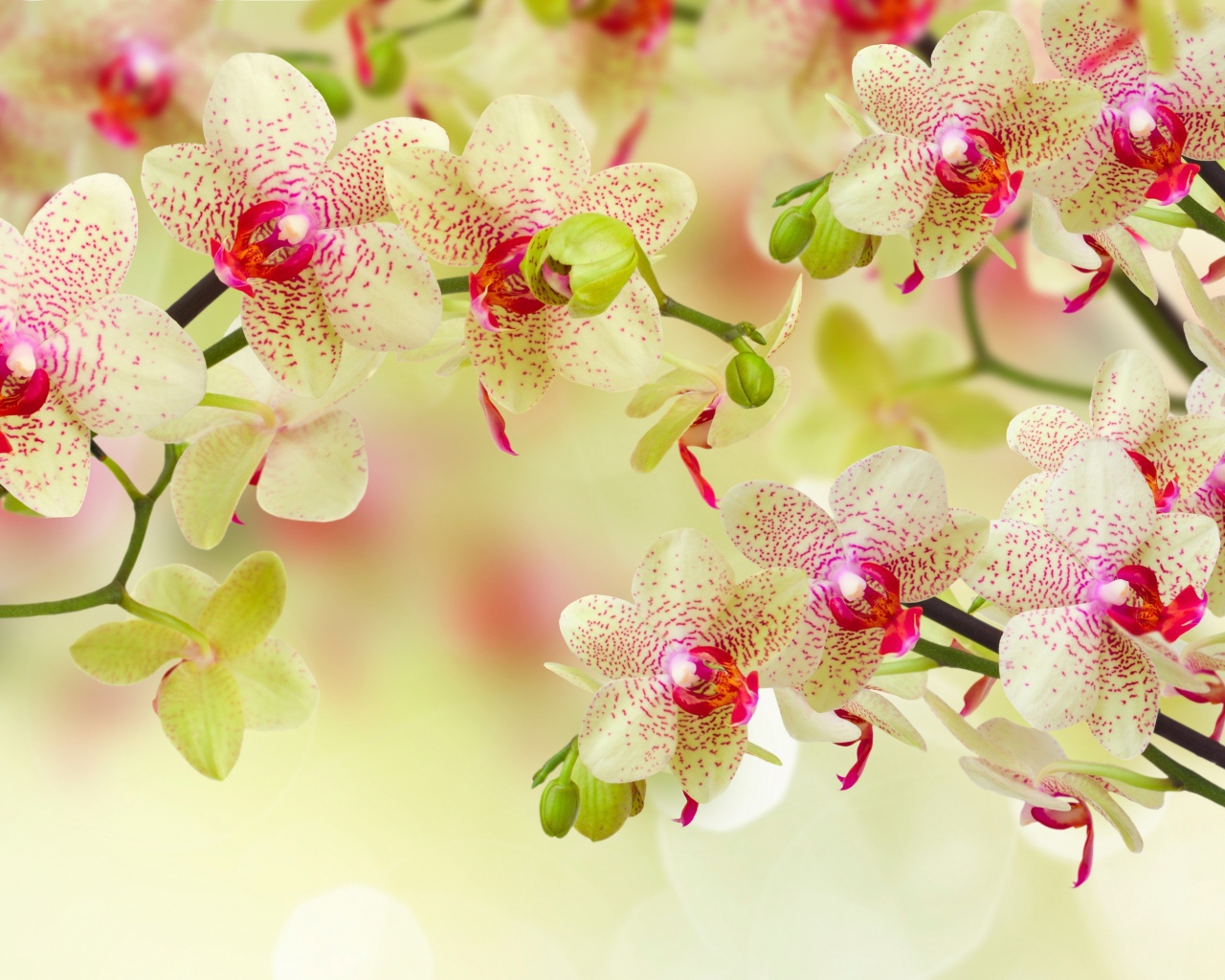 Красивый цветок орхидеи с бутонами на ветке 