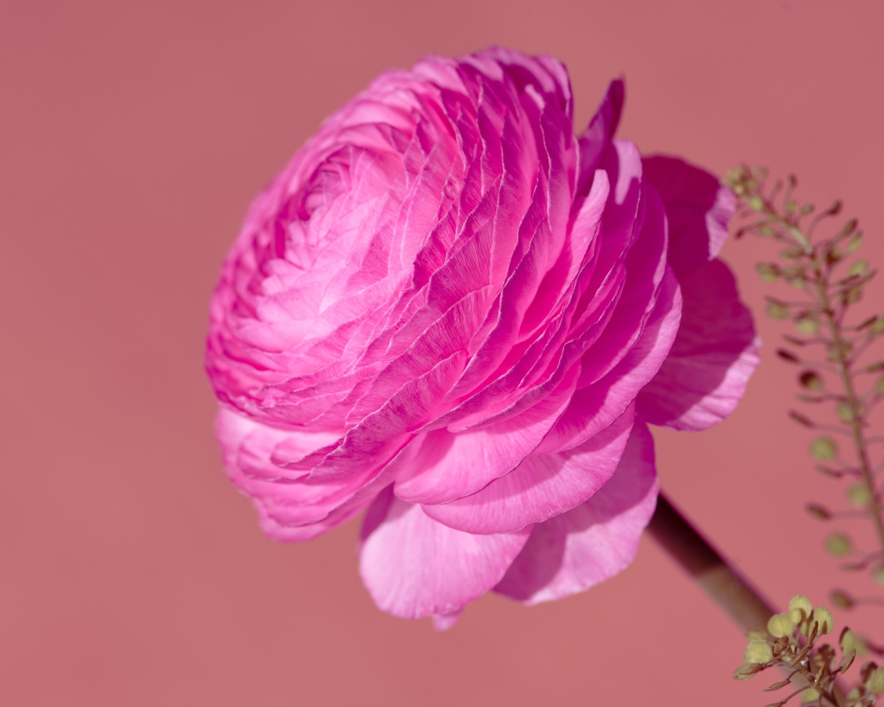 Красивый розовый цветок лютика крупным планом