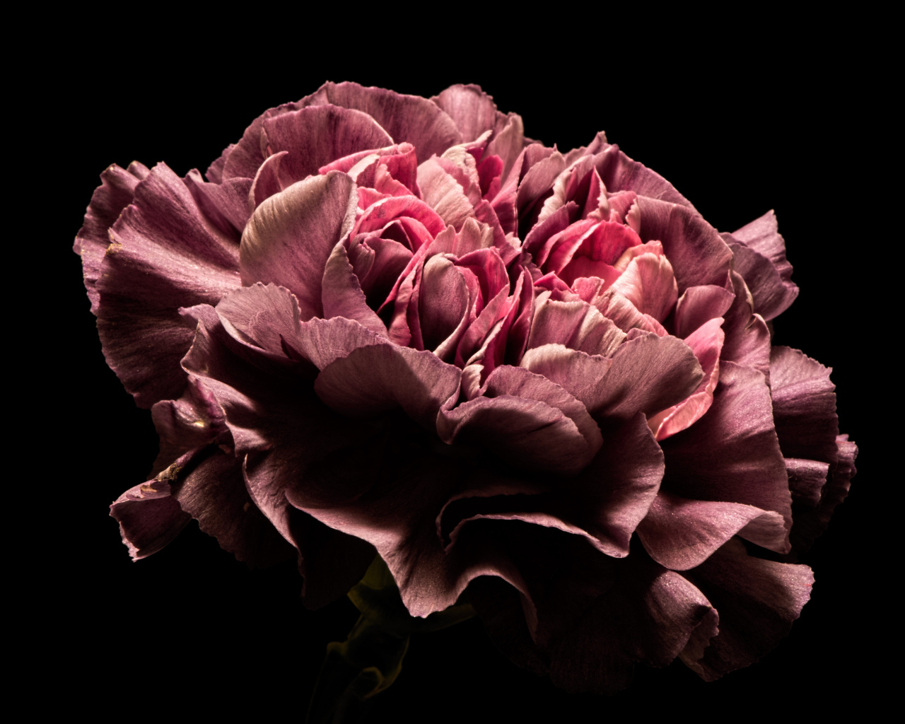 Красивый розовый цветок гвоздики на черном фоне