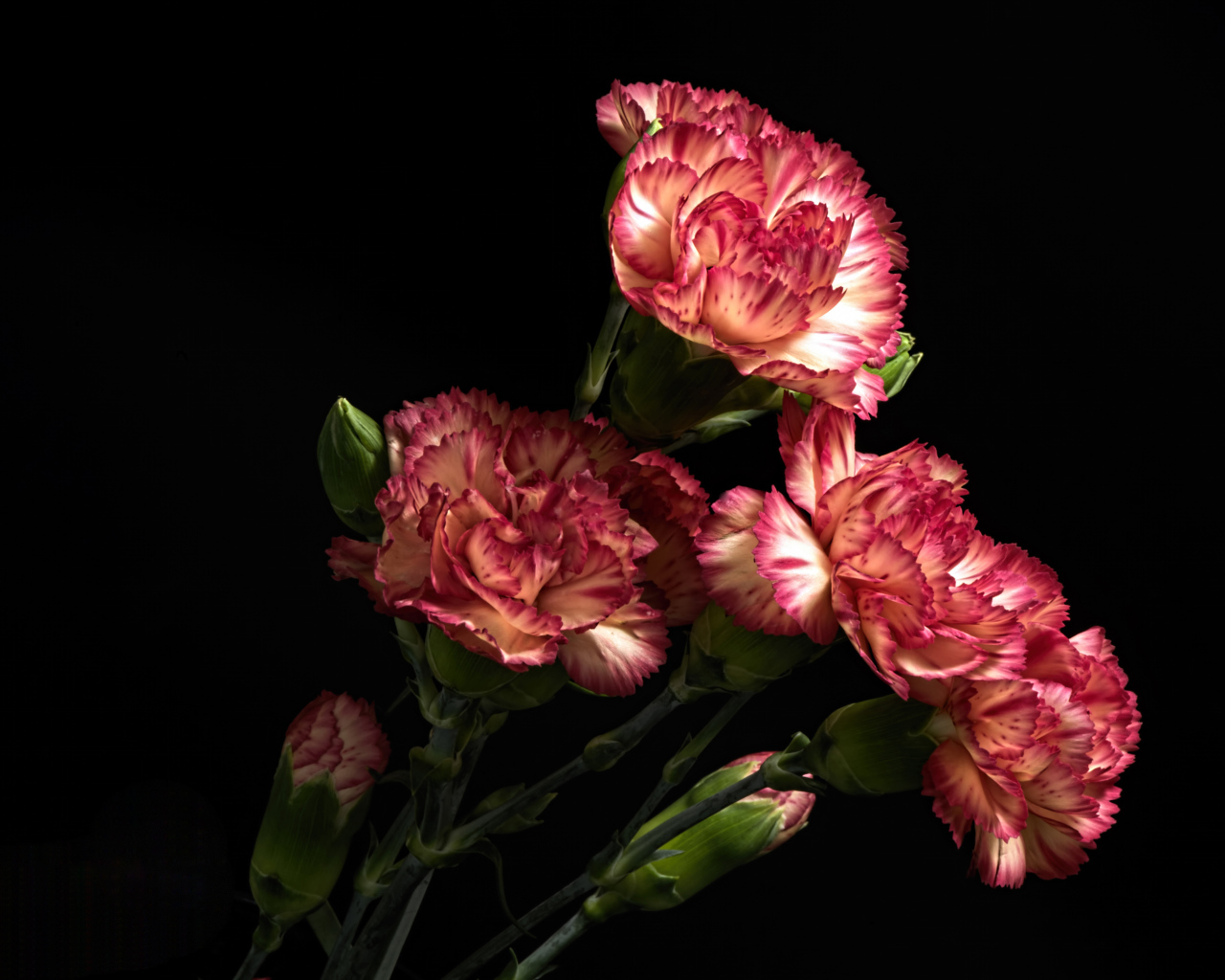 Красивые розовые гвоздики с бутонами на черном фоне