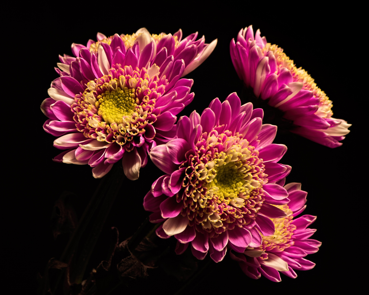 Красивые розовые хризантемы на черном фоне
