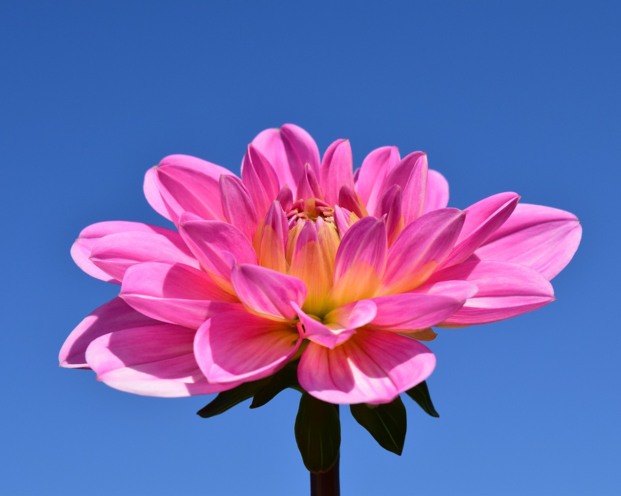 Красивый розовый цветок георгины на голубом фоне 