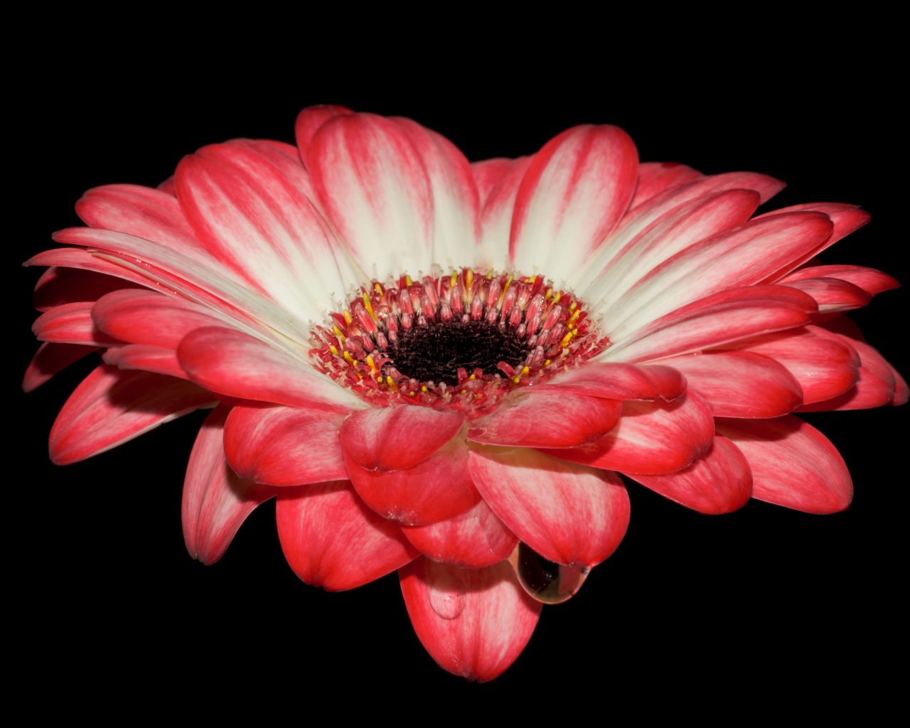 Красивый розовый цветок герберы на черном фоне