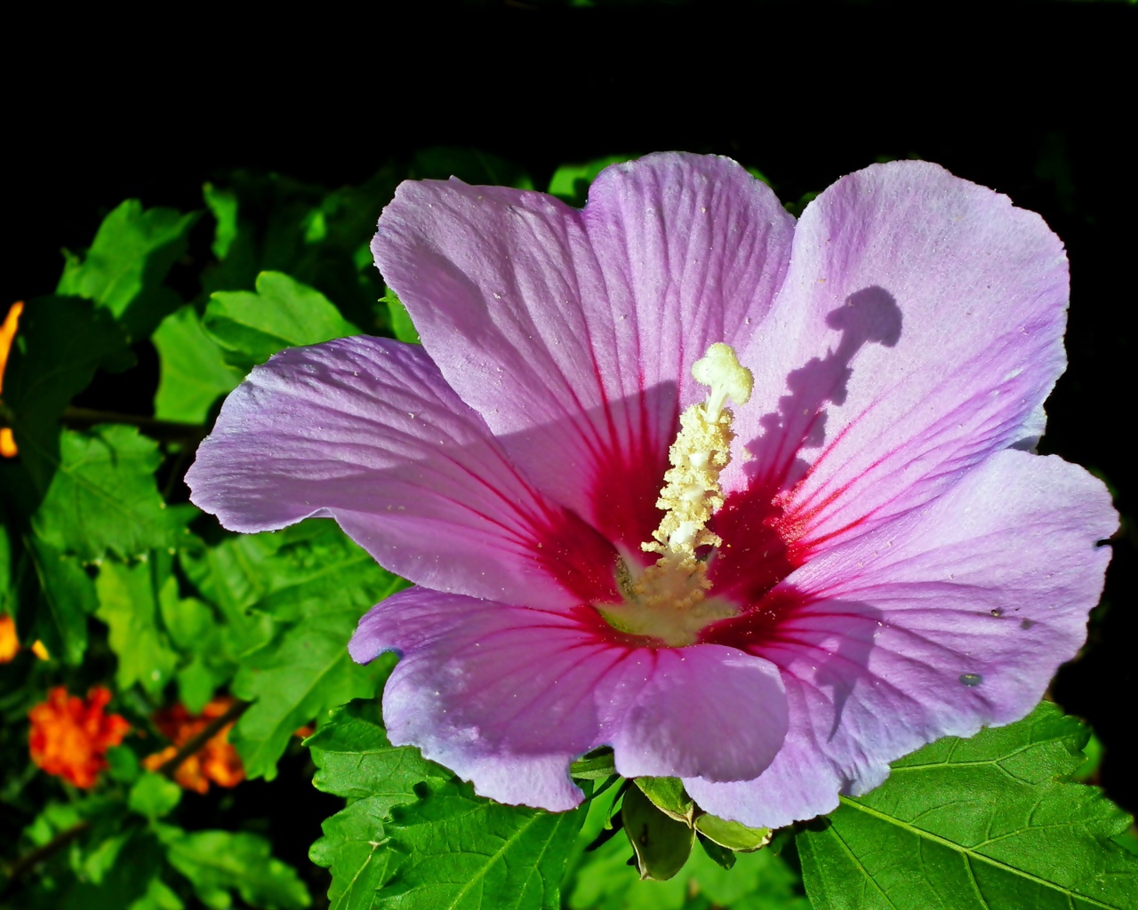 Красивый розовый цветок гибискуса с зелеными листьями