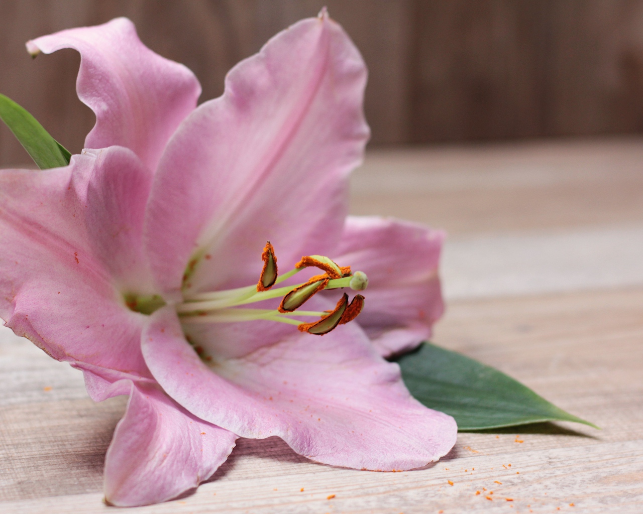 Beautiful pink lily lies on the table
