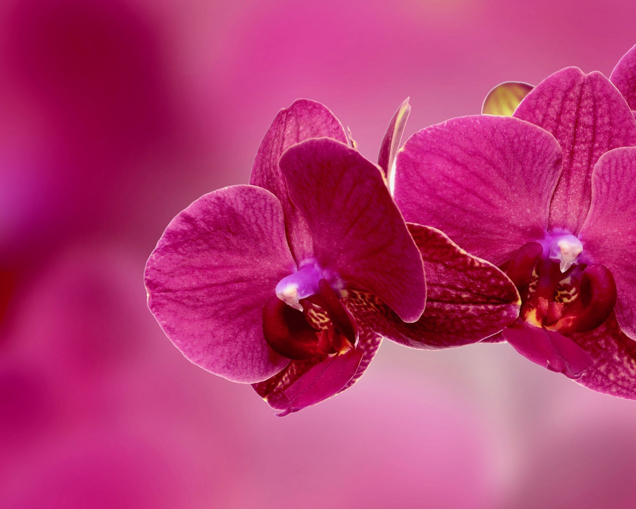 Красивые розовые цветы орхидеи крупным планом на розовом фоне