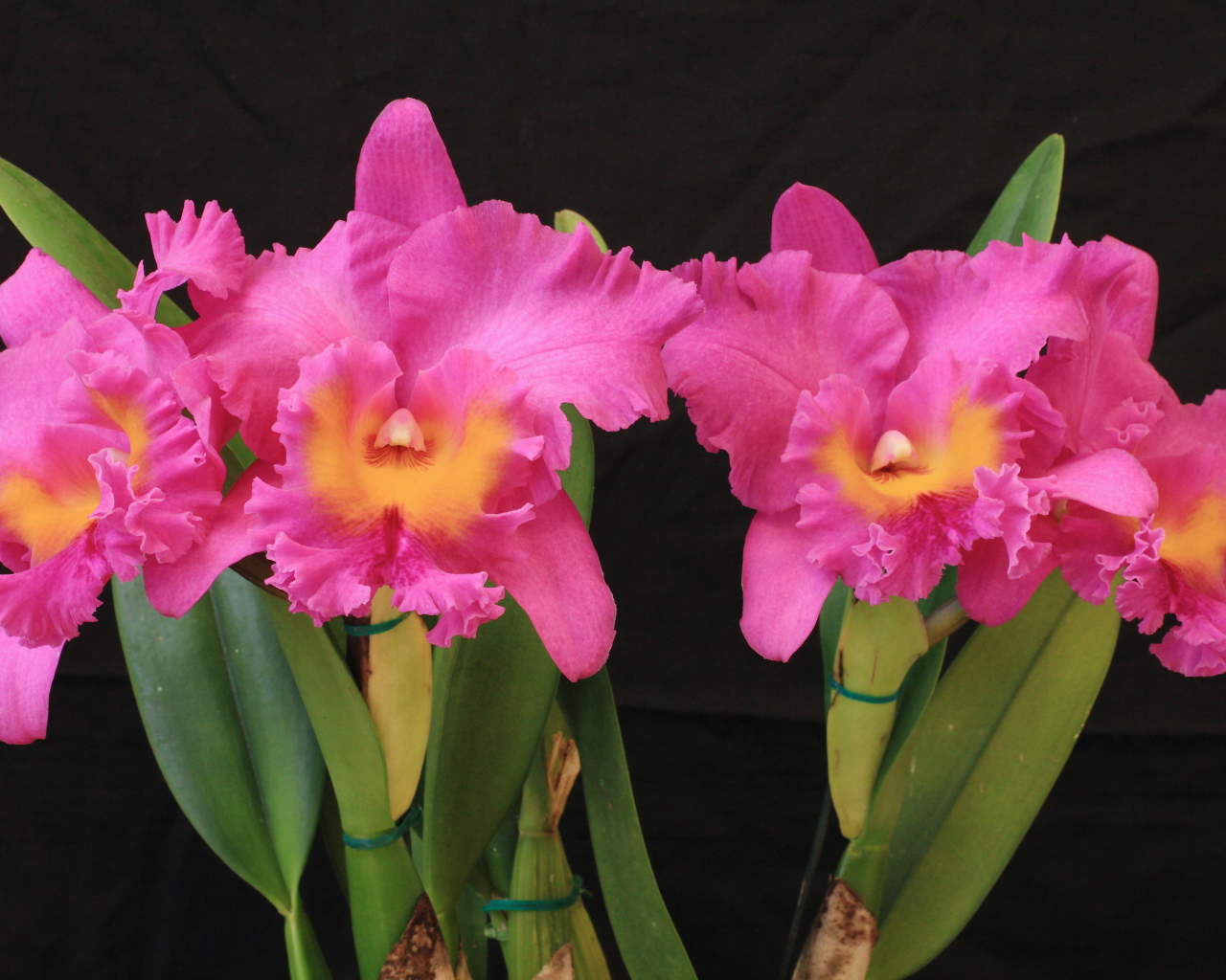 Красивые розовые орхидеи на черном фоне