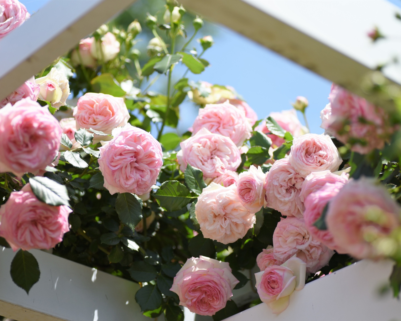 Красивые розовые парковые розы летом