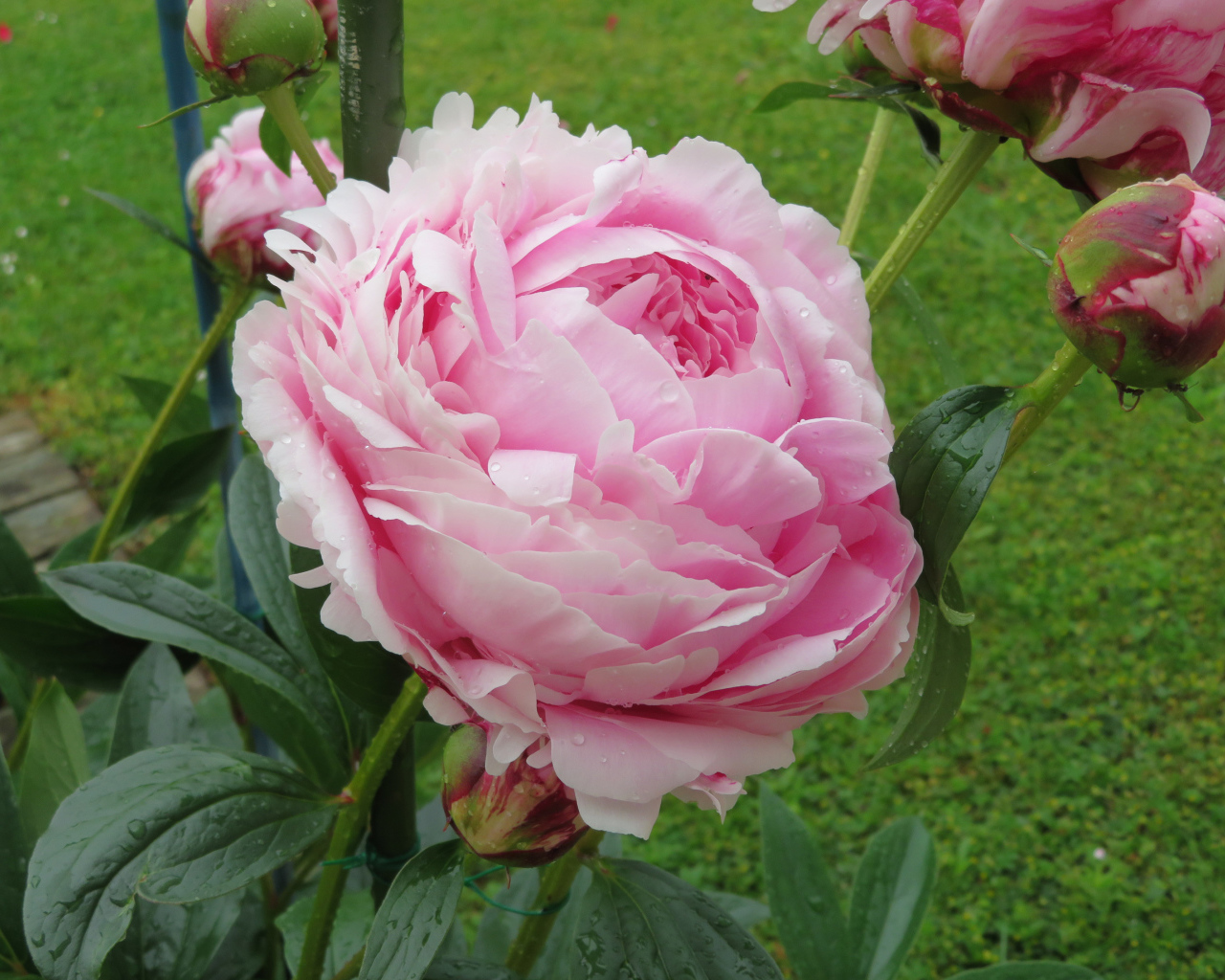 Красивый розовый пион с бутонами на клумбе