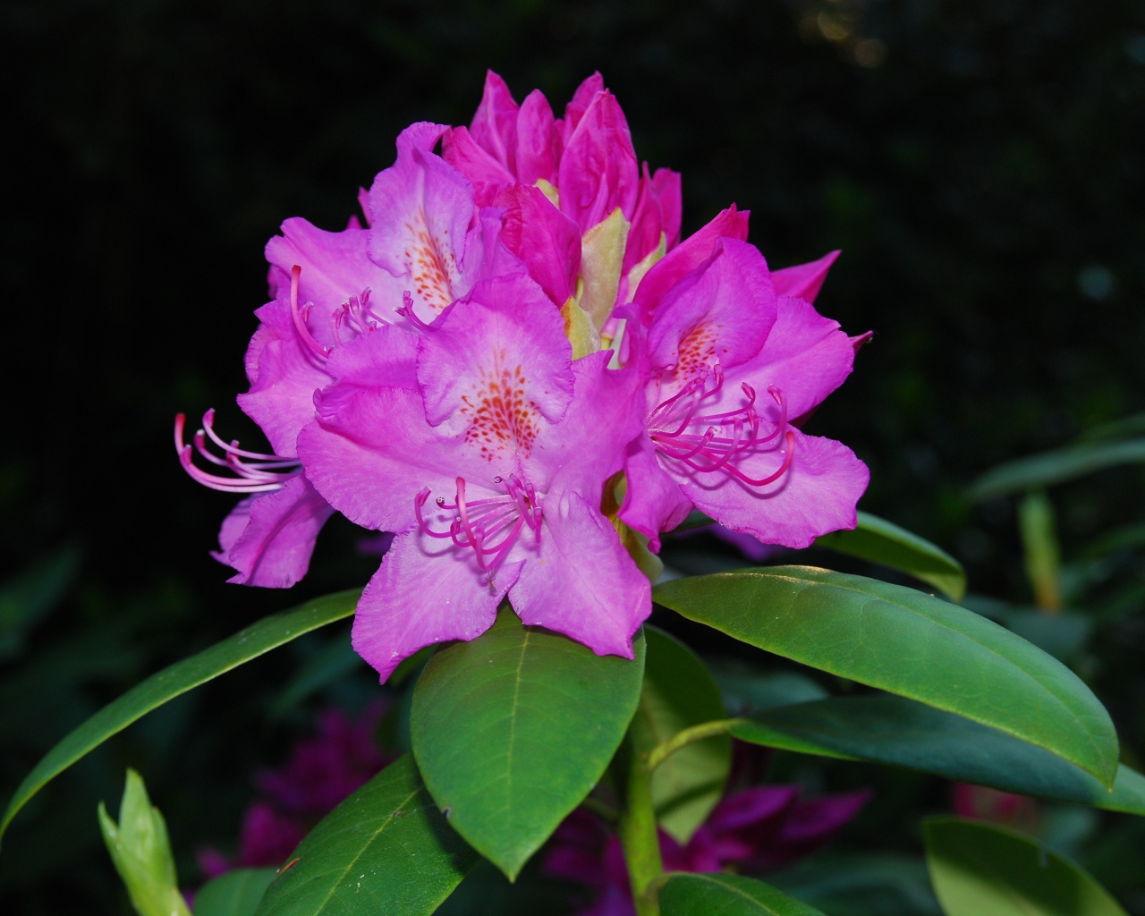 Красивый розовый цветок рододендрон крупным планом