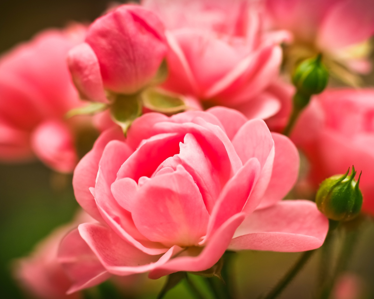 Красивые розовые цветы комнатной розы с бутонами 