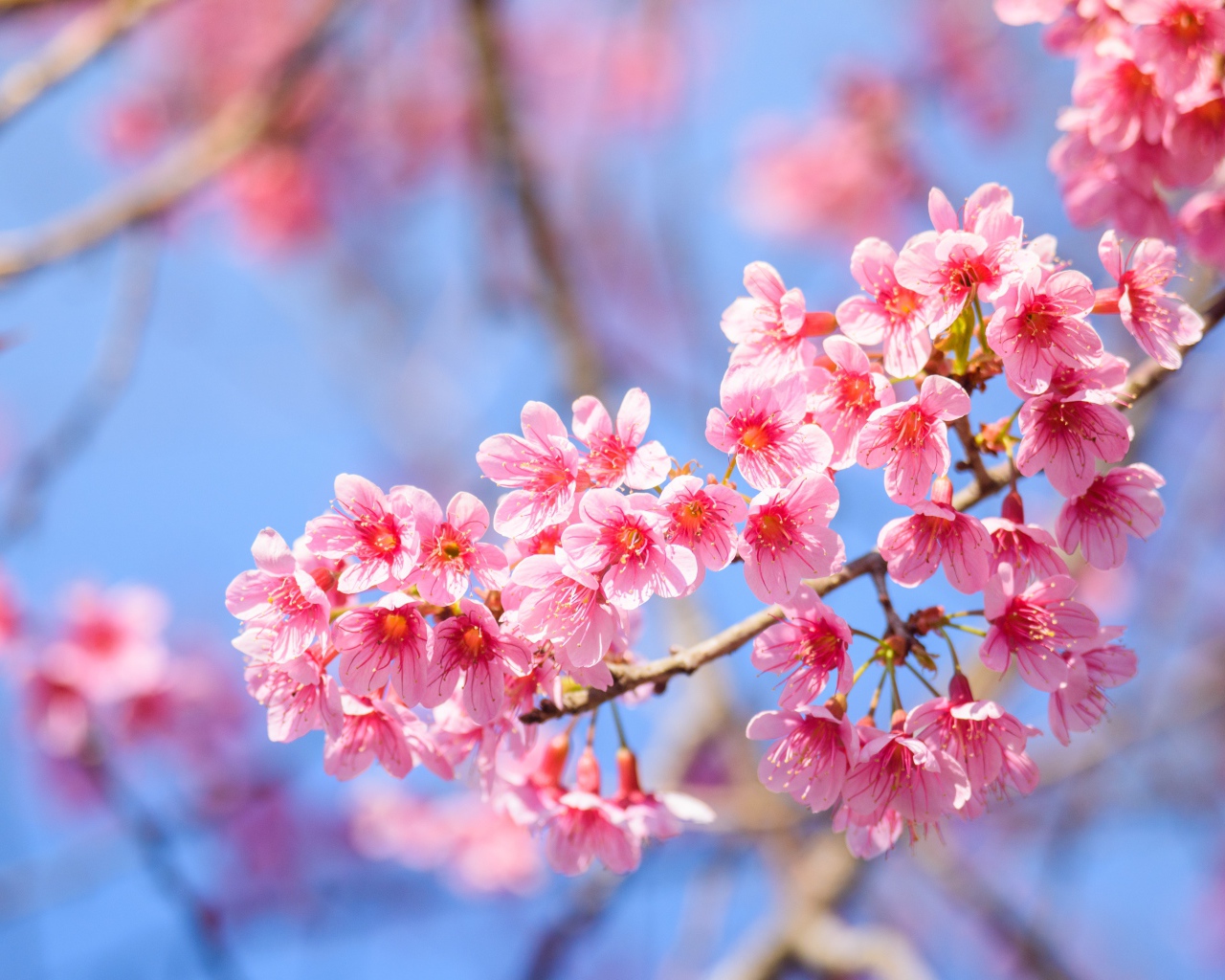 Красивые розовые весенние цветы на ветке дерева