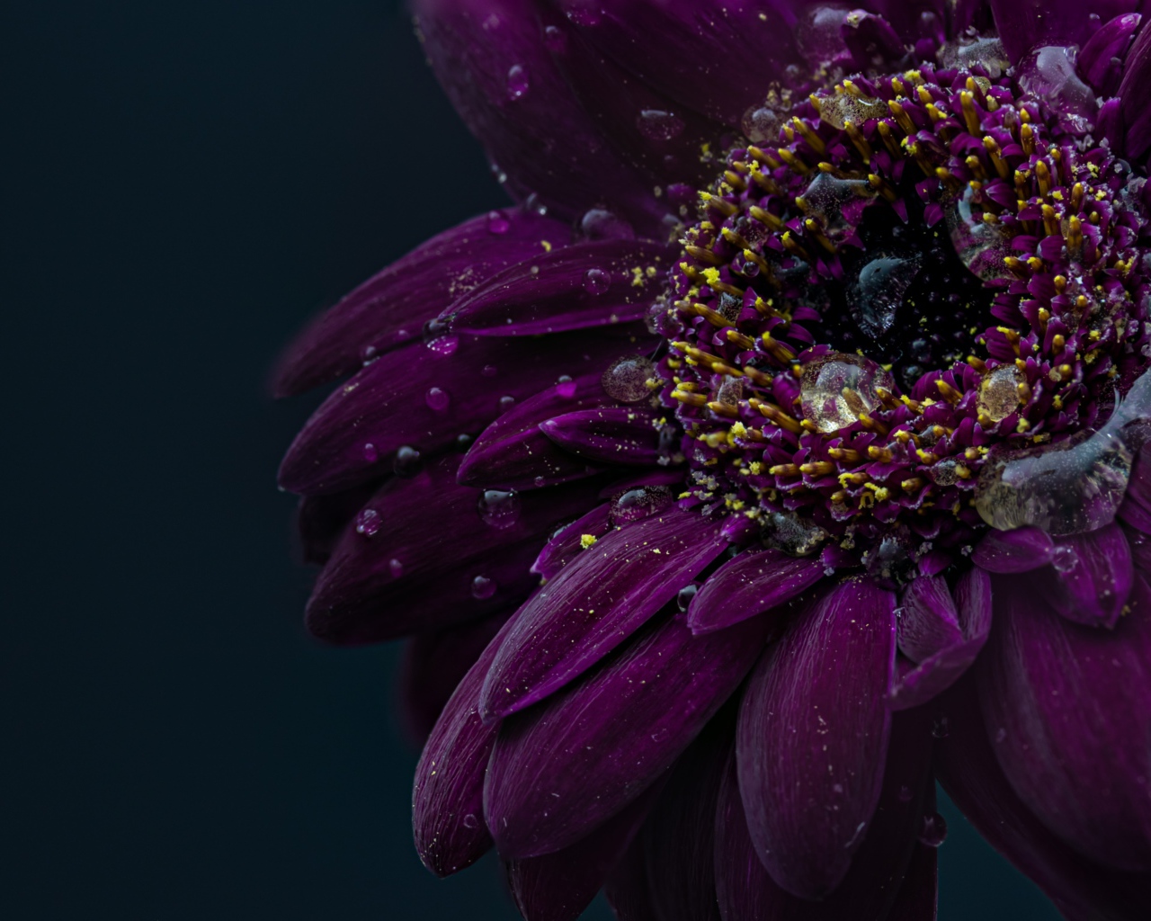 Красивый фиолетовый цветок герберы в каплях воды