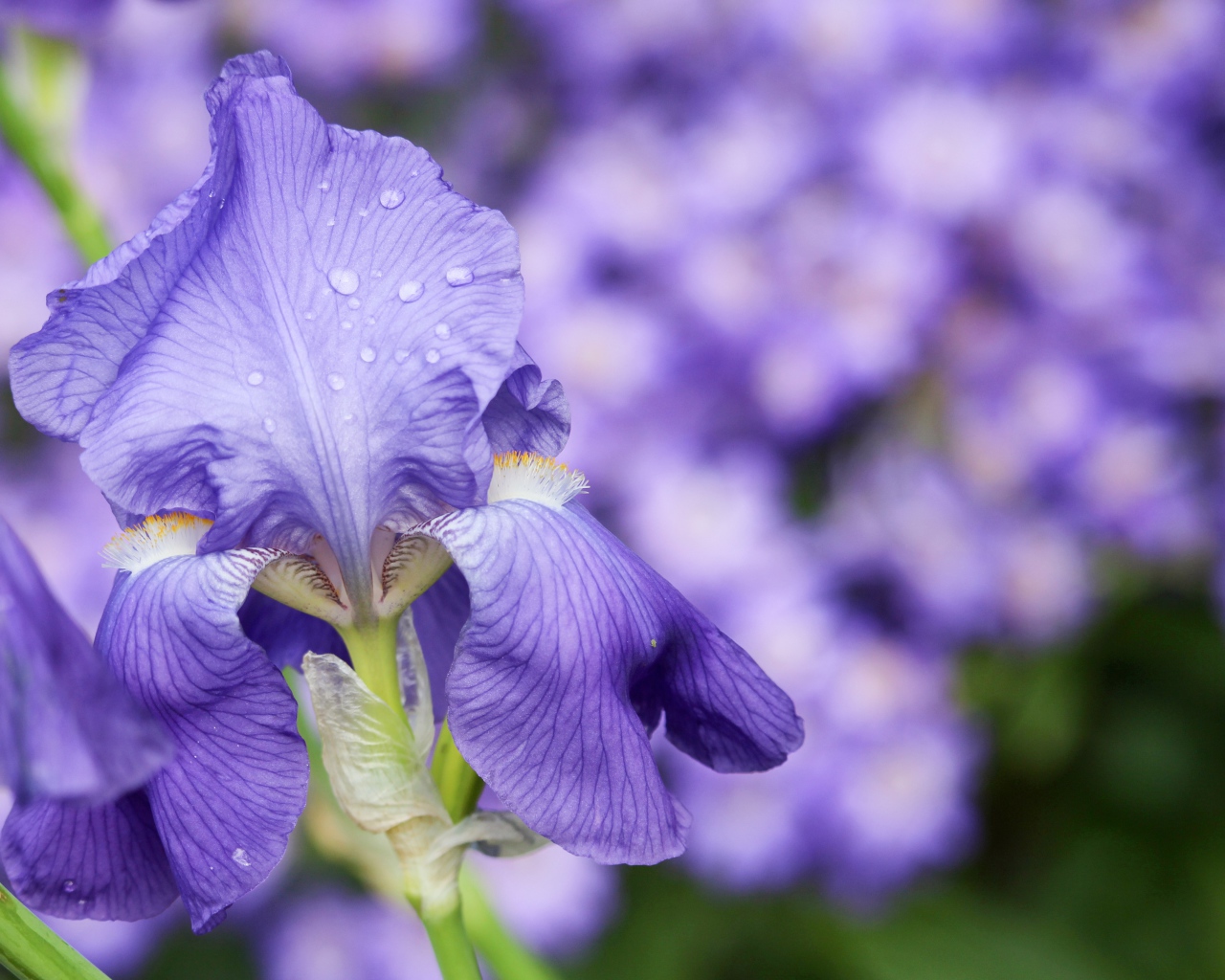 Красивый фиолетовый цветок ириса в каплях росы