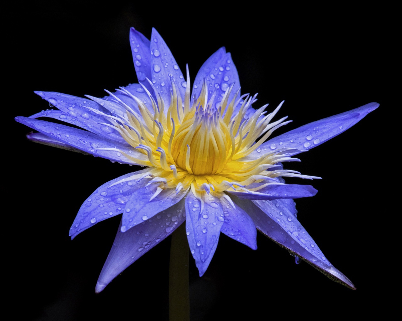 Красивый фиолетовый цветок лотоса в каплях росы на черном фоне