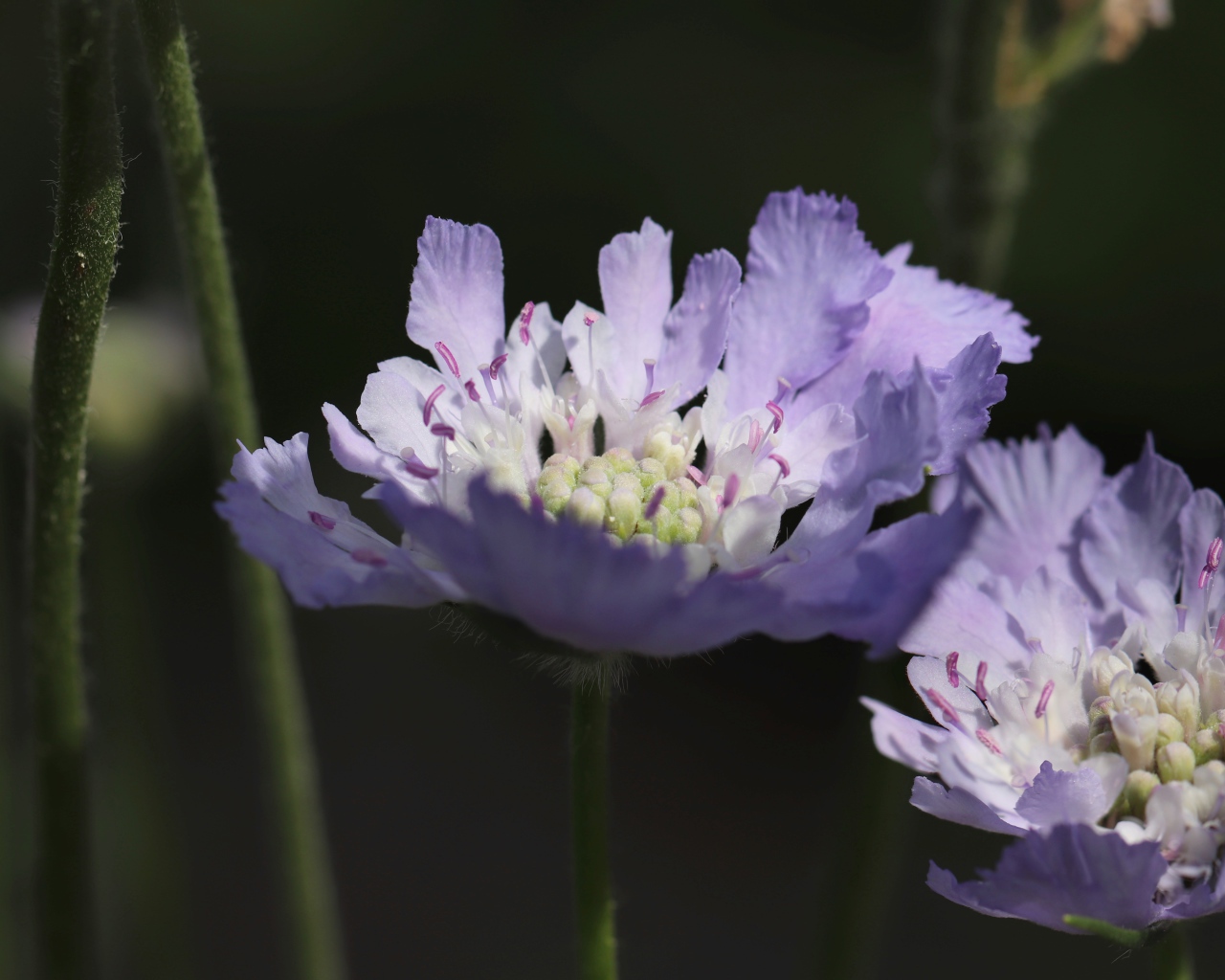 Красивые фиолетовые цветы скабиоза 