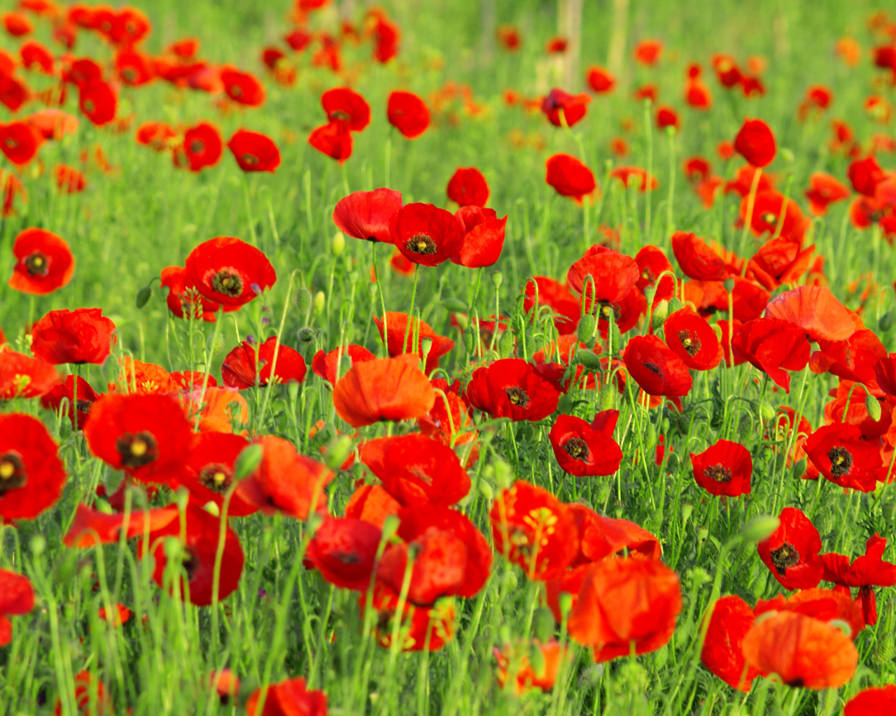 Красивые красные полевые летние маки на поле 