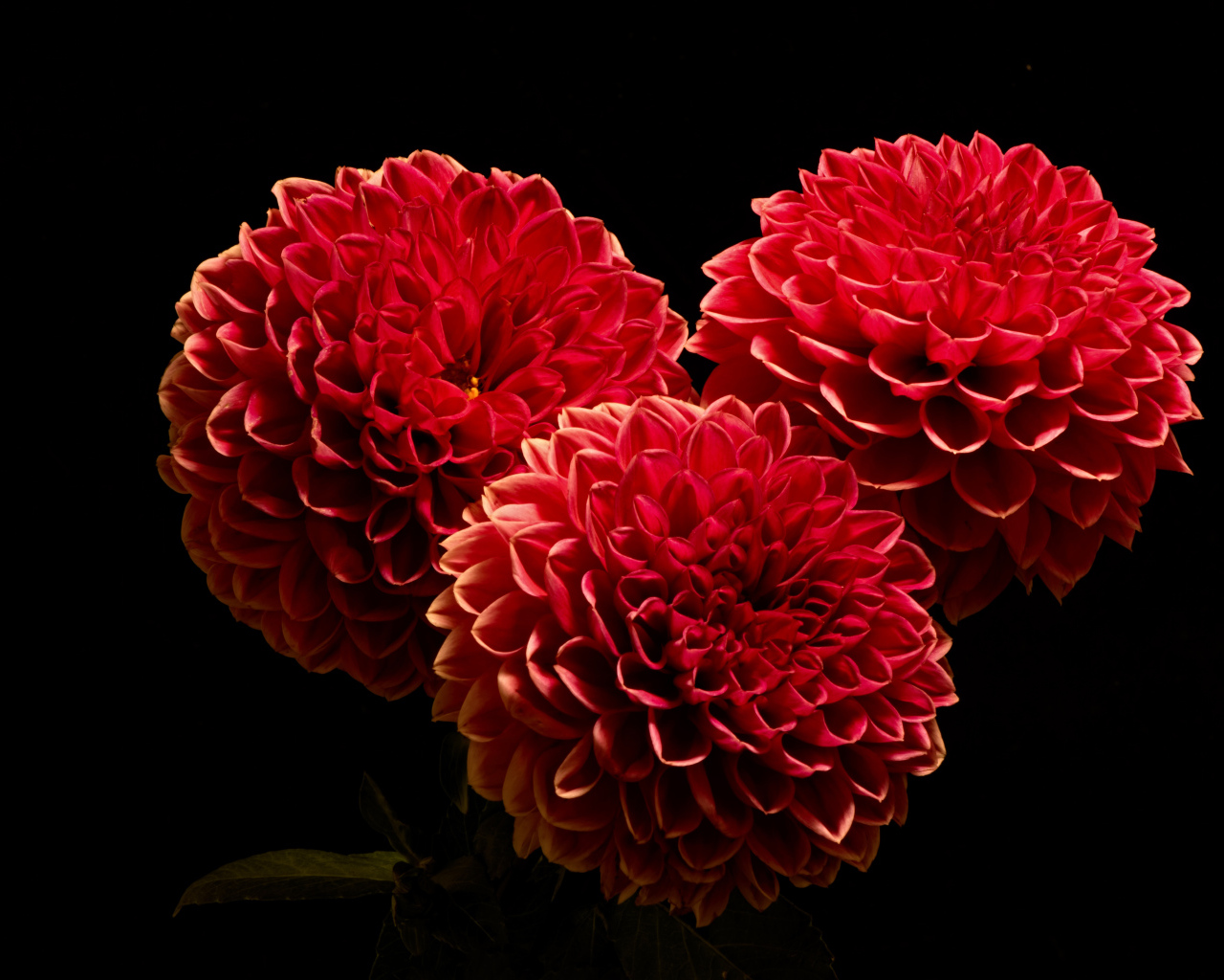 Красивые красные полные георгины на черном фоне