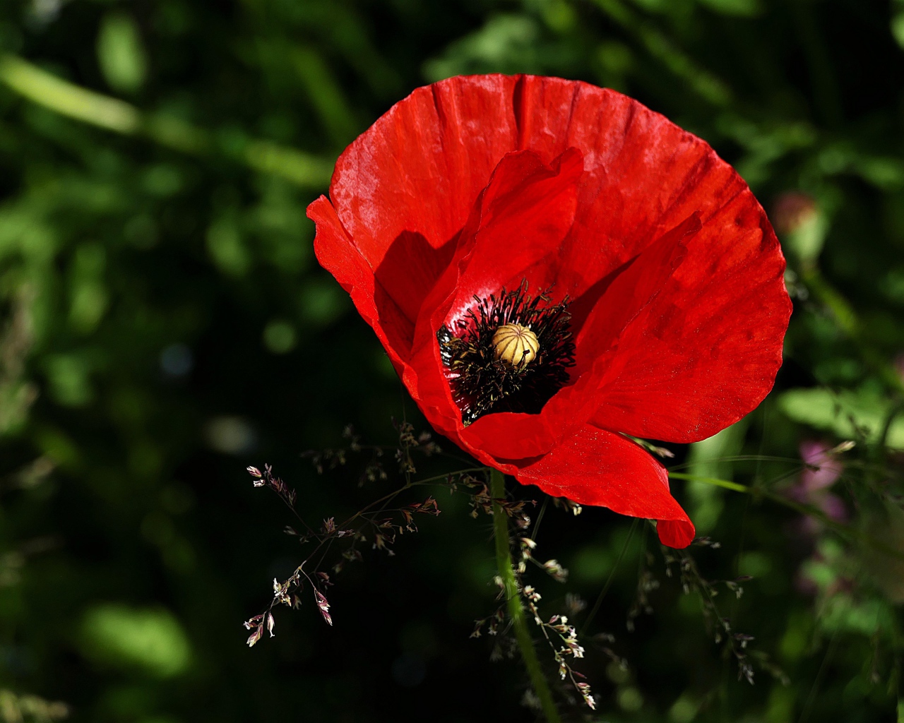 Красивый цветок красного мака крупным планом