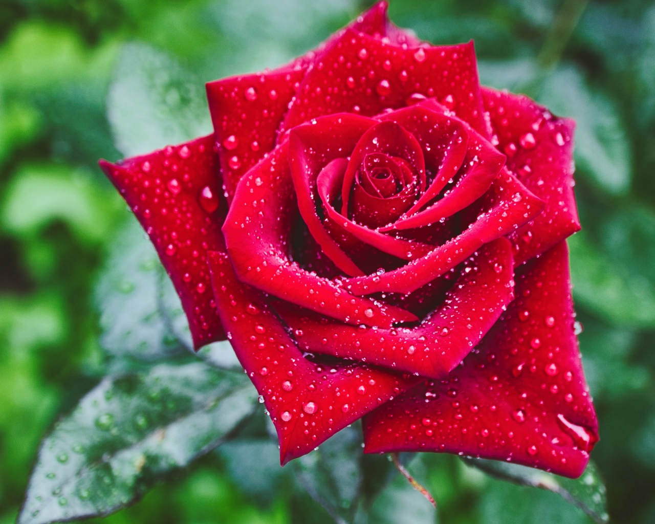 Красивая красная роза в каплях росы крупным планом