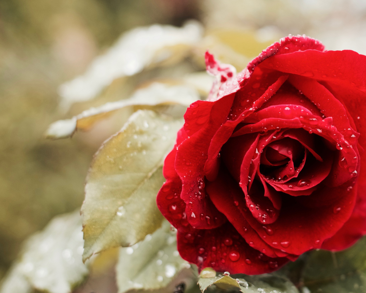 Красивая красная роза в каплях росы в саду крупным планом