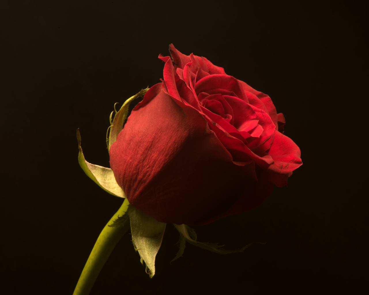 Красивая алая английская роза на черном фоне