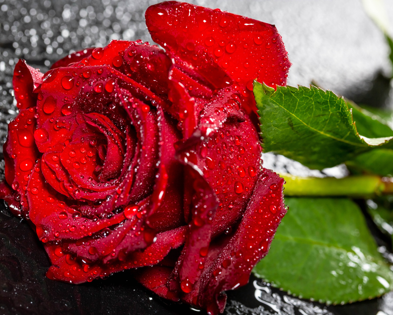 Красивая алая роза в каплях воды на черном поверхности 