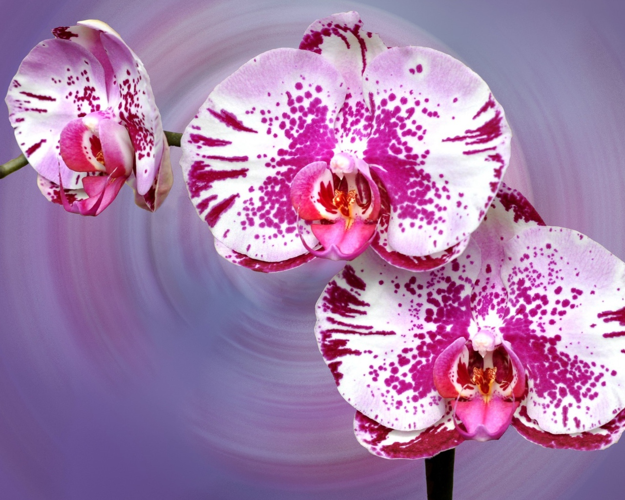 Красивая пятнистая розовая орхидея на сиреневом фоне