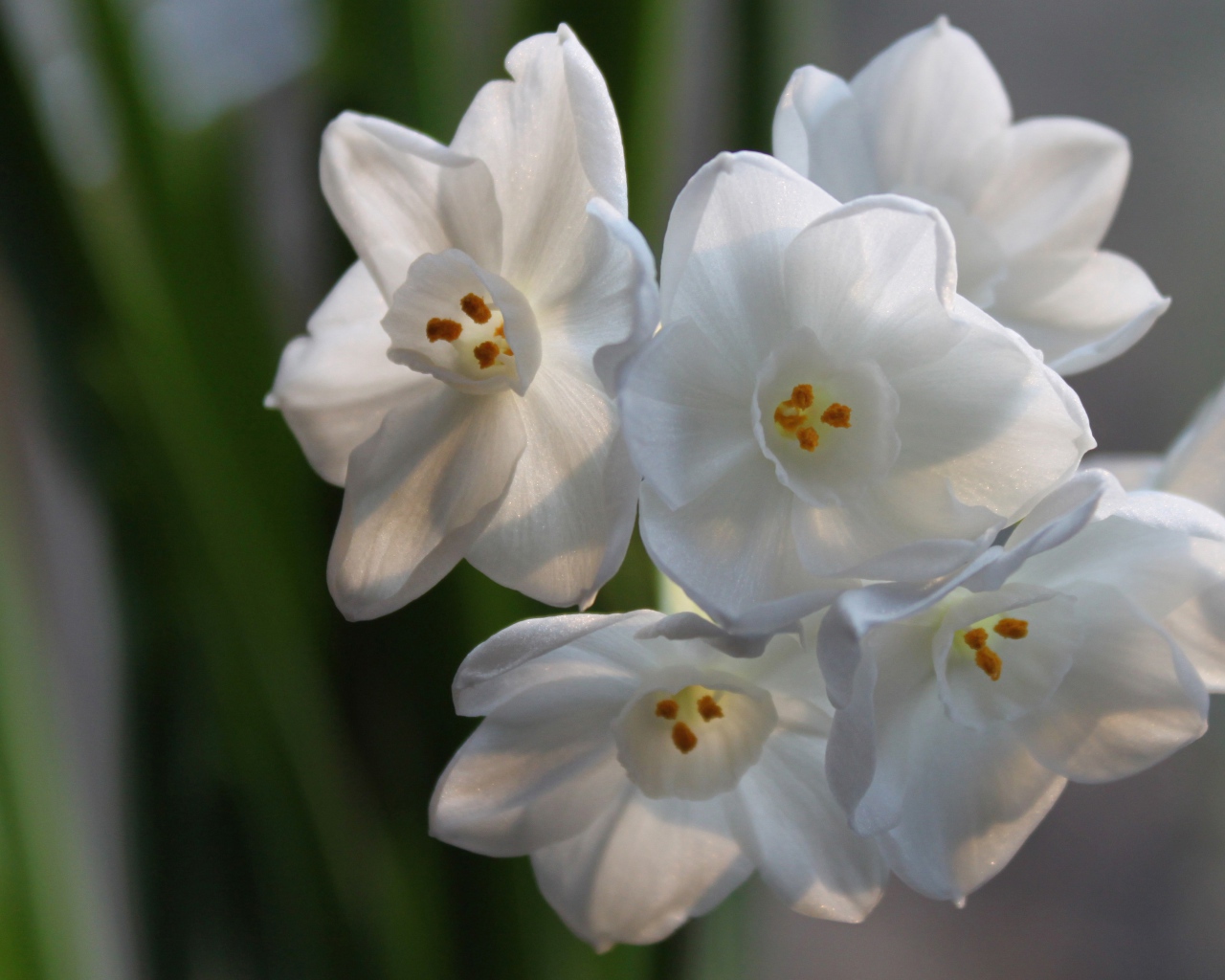 Красивые белые цветы амариллиса на ветке