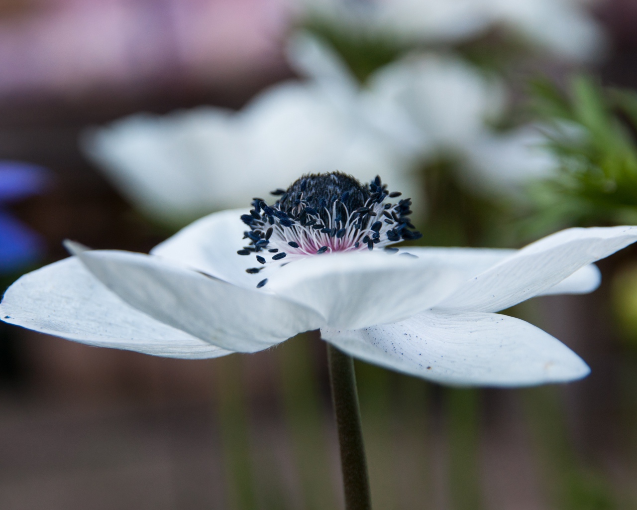 Красивый белый цветок анемоны крупным планом