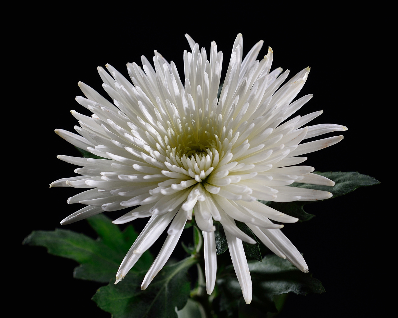 Красивая белая хризантема на черном фоне