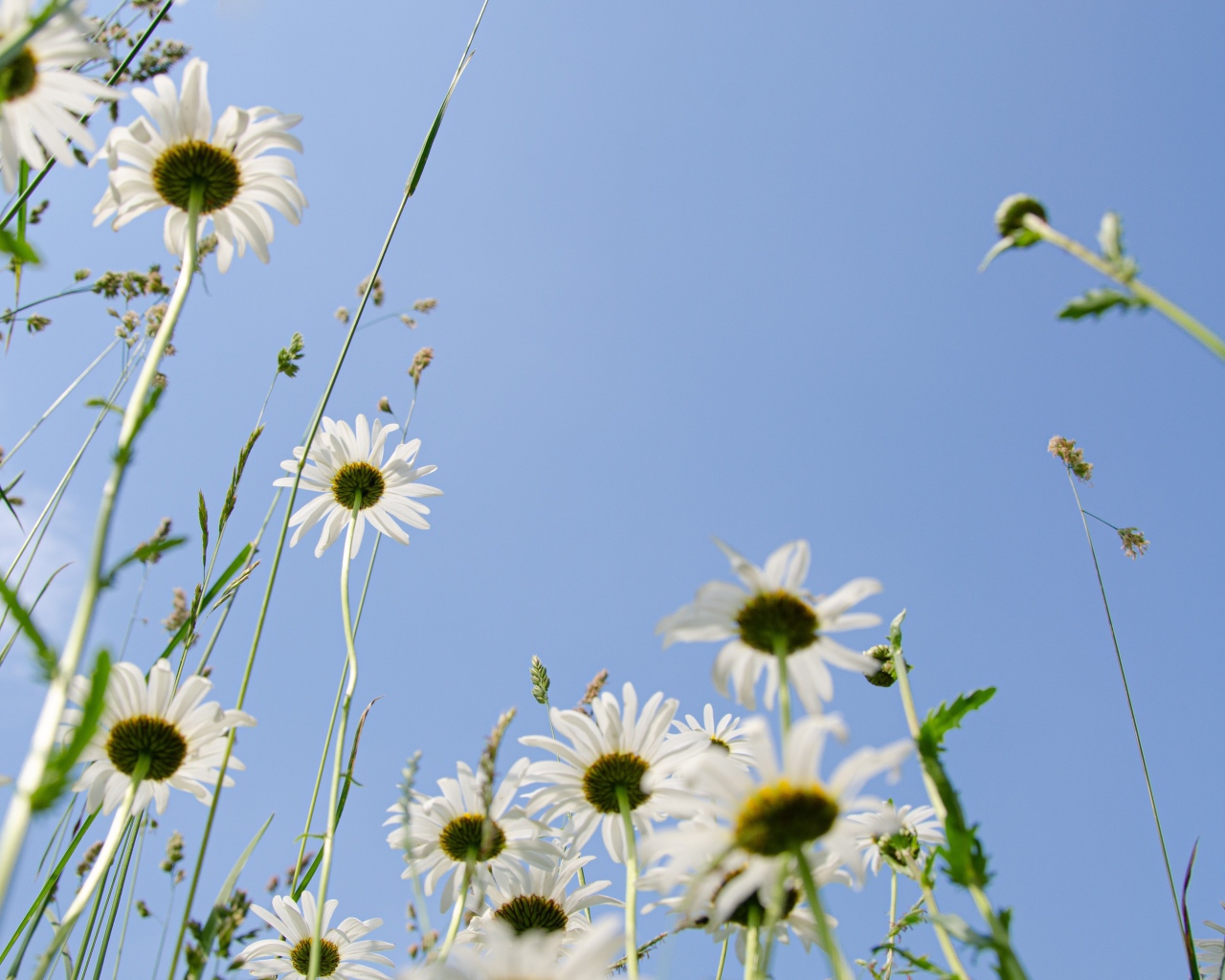 Красивые белые ромашки в траве 