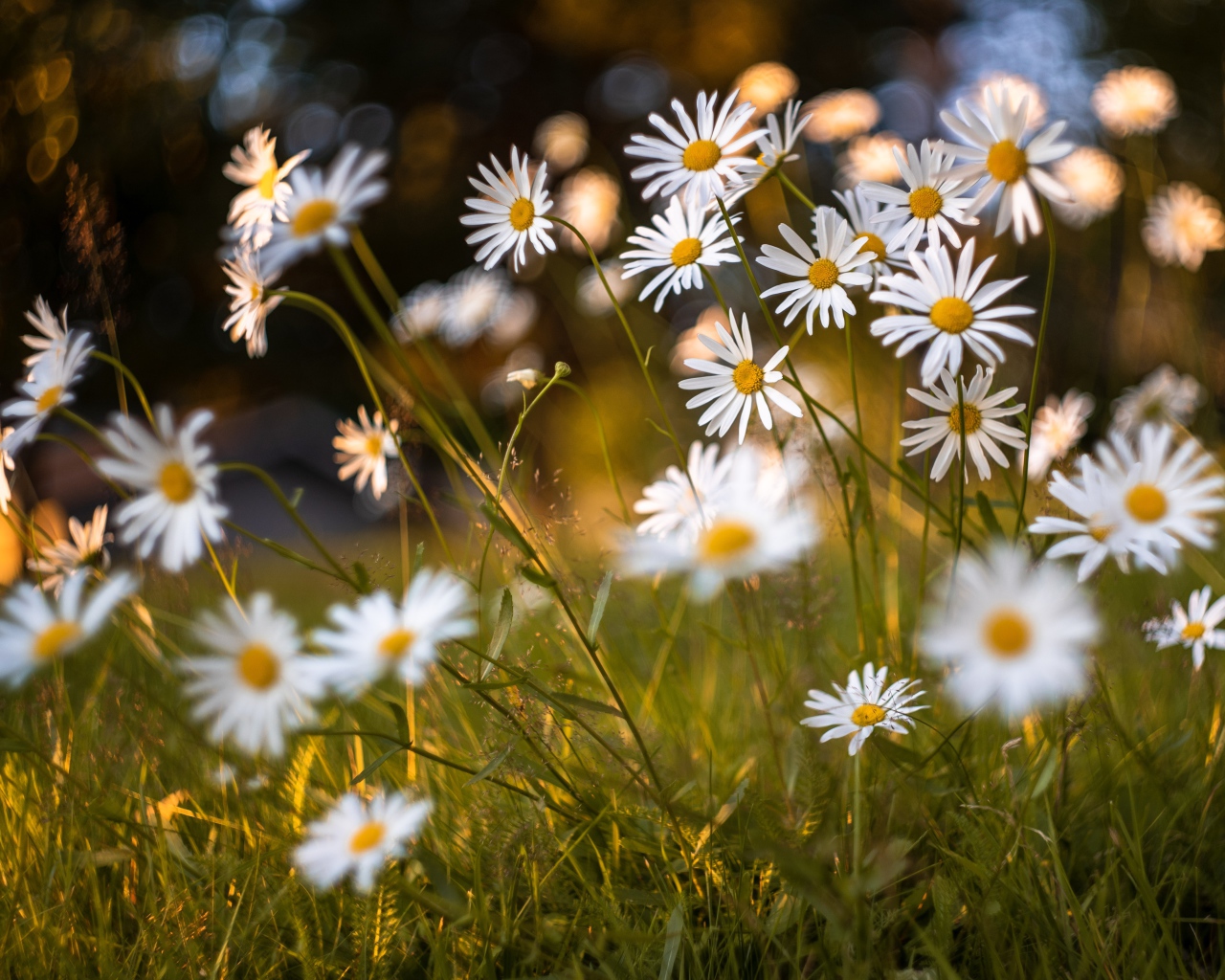 Красивые белые ромашки на поле с зеленой травой