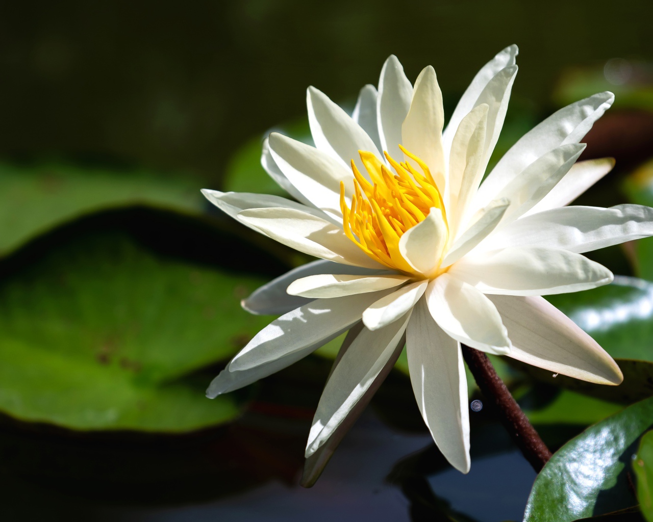 Красивый белый цветок лотоса с желтой серединкой в воде