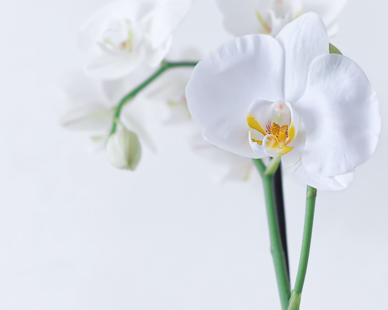 Красивый белый цветок орхидеи с бутонами на белом фоне