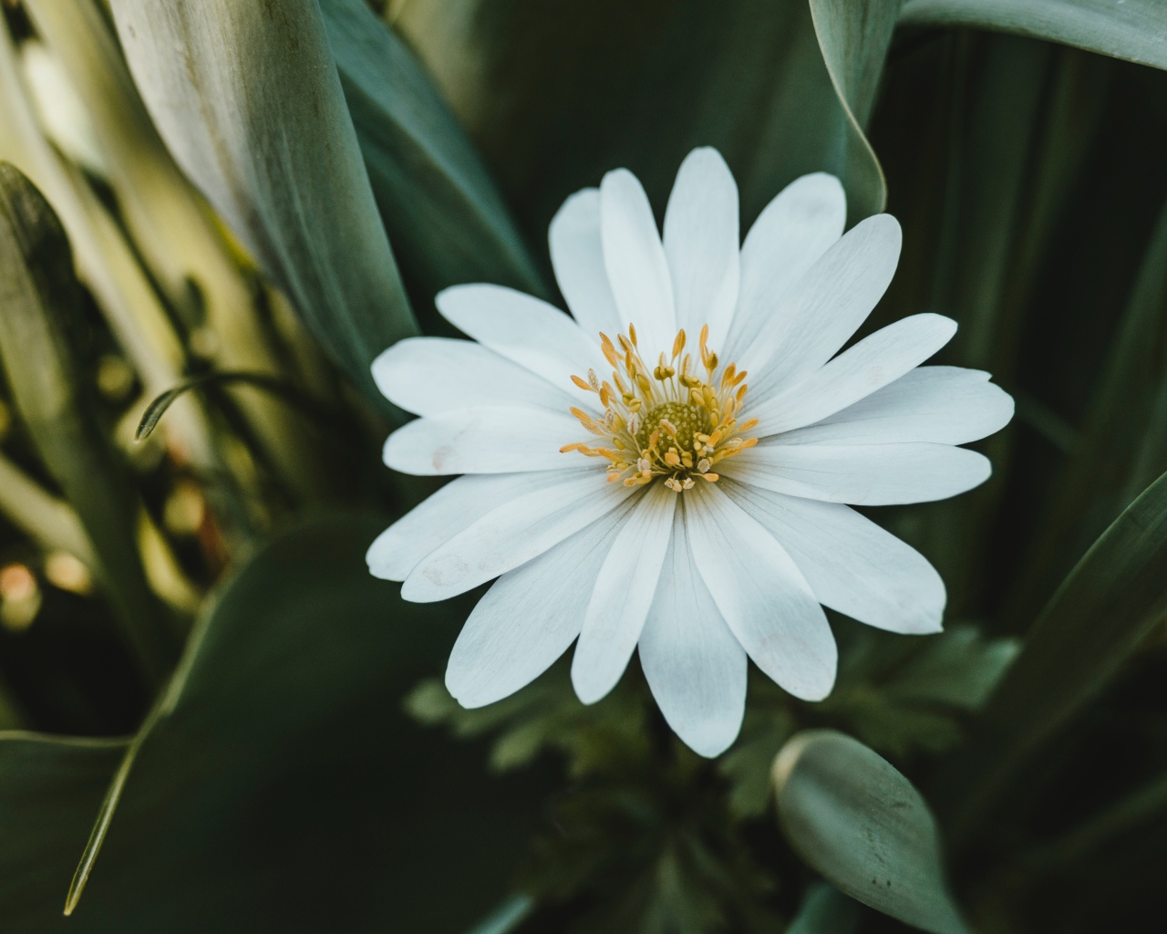 Красивый белый цветок остеоспермум с зелеными листьями